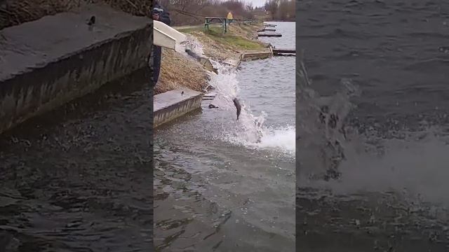 рыбалка рыбалка в подмосковье карп ловля карпа суперкарп белеутово fishing смотреть онлайн