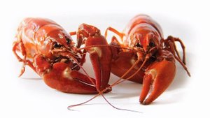 Сонник Рак. Сонник толкование Рак. К чему снится Рак.