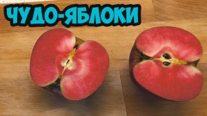 ЧУДО-ЯБЛОКИ! Впервые пробуем элитный сорт RED MOON. Стоит ли переплачивать за итальянскую НОВИНКУ?