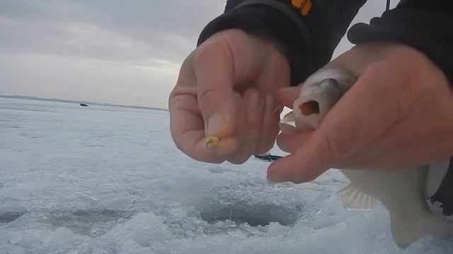 Ловим зимнего карасика на тесто Ice Storm смотреть онлайн