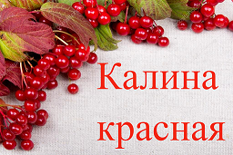 Калина красная. Польза и вред