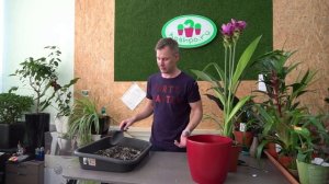 пересадка Куркумы в грунт с цеолитом