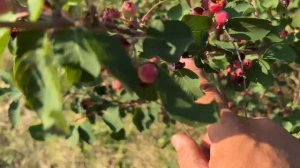 Ирга.Это и дерево и кустарник со сладкими плодами для людей и птичек