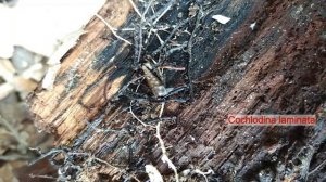 Экскурсия по наземным моллюскам