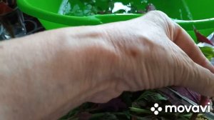 Укореняю колеусы, бегонии, фуксии