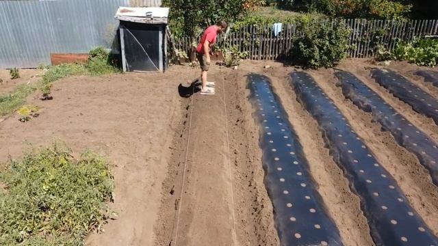 Клубника в Башкирии по Взрослому