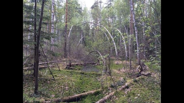 Болота - самые аномальные зоны России