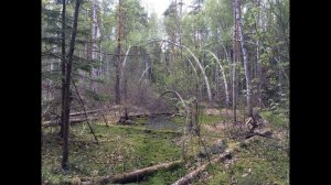 Болота - самые аномальные зоны России