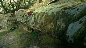 Букашки, приключение в долине муравьев