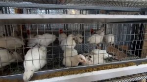 Бройлеры Кобб 500, выращивание, содержание, клетки.