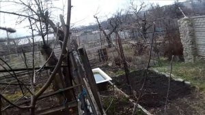 Как ускорить плодоношение сеянца...