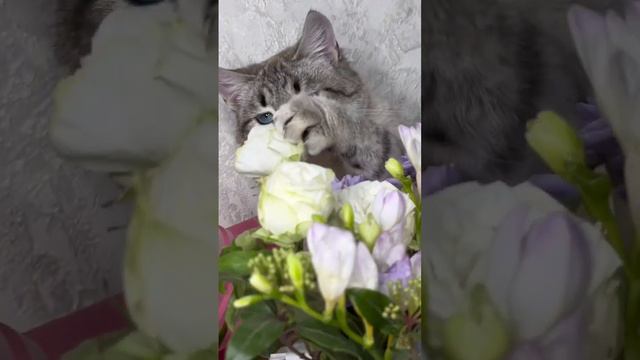 8 марта у котиков