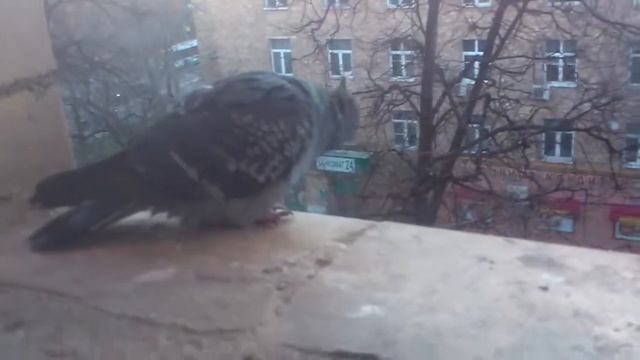 Бесстрашный голубь и Георгий Чмелёв.mp4 смотреть онлайн