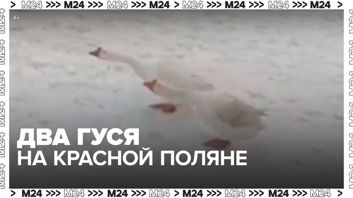 На Красной Поляне заметили двух гусей - Москва 24