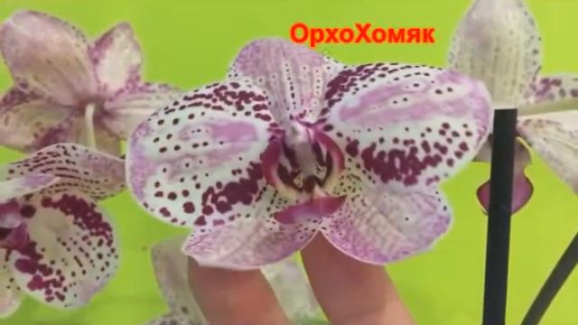 Домашнее цветение орхидеи Фронтера (Phalaenopsis Frontera) смотреть онлайн