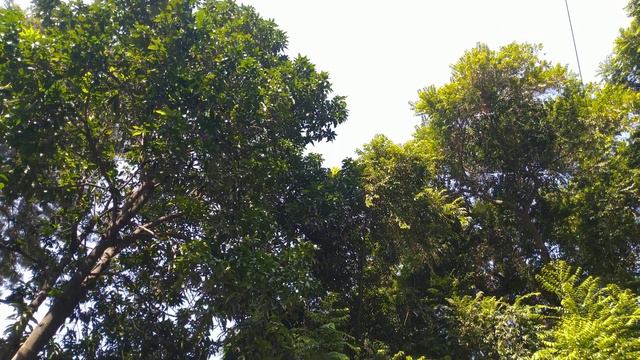 Shiv Shambhu chanting | With the Nature | Adya Jha Hostel | Hauz Khas | New Delhi смотреть онлайн