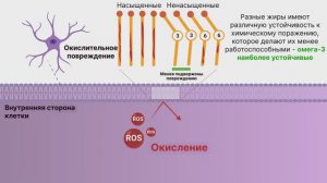 Николас Верхоевен об Омега 3, ее отличии от Омега 6, и скорости их усвоения нейронами.