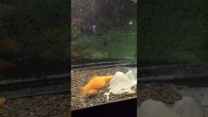 Велифера альбино оранж, моллинезия , velifera red albino, molly fish