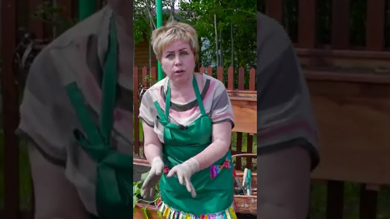 Как правильно сажать баклажаны в открытый грунт