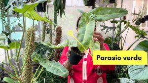 Exotic plant combo offer sale -Philodendron Parasio verde and Philodendron Sp coloumbia