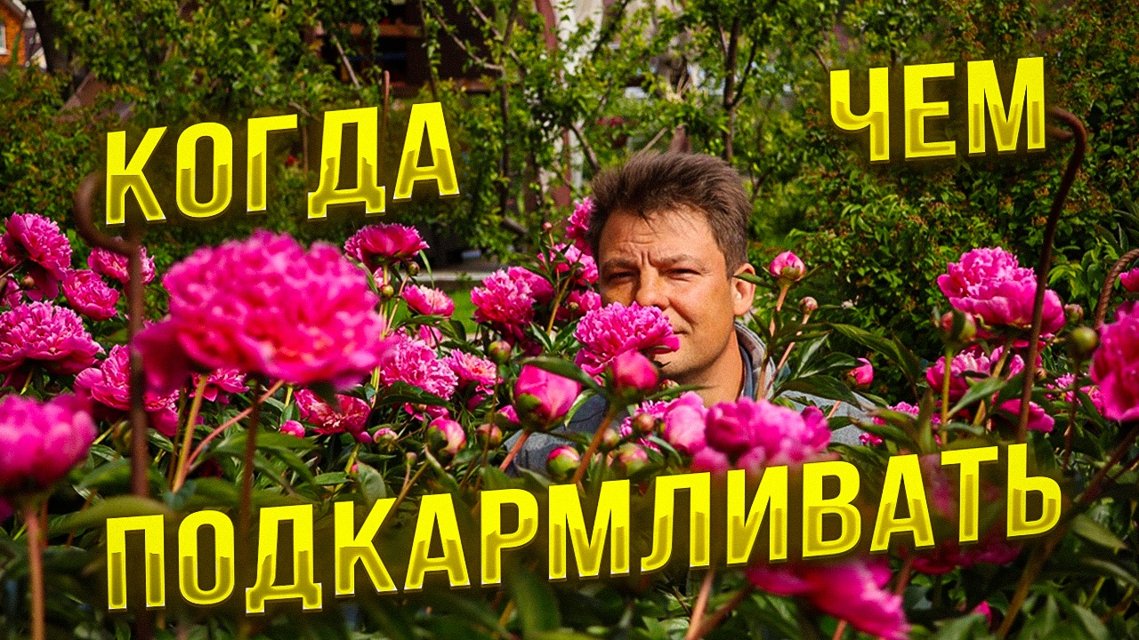 не цветут пионы, подкормка растений на примере пионов