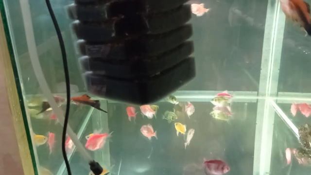 Моя миниразводня аквариумных рыбок Обзор рыбок Отбор рыбок на продажу смотреть онлайн