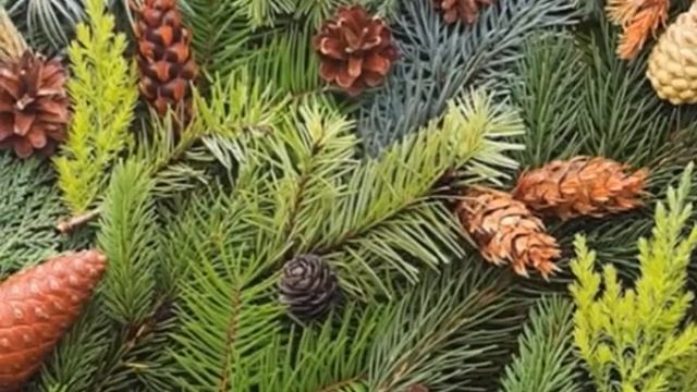 Жизнь ёлок после праздников смотреть онлайн