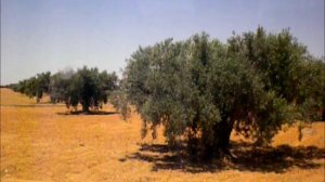 ТУНИС / TUNISIA 1