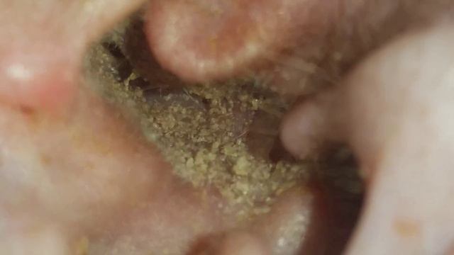 Ушной клещ у котов смотреть онлайн