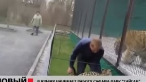 Возвращение  в вольер СБЕЖАВШЕГО ЛЕОПАРДА! Тайган .Крым