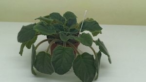 Почему ВЯНУТ листья у фиалки?