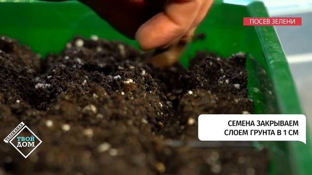 Как вырастить зелень на подоконнике