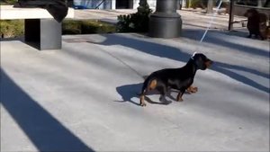 Походка Такс