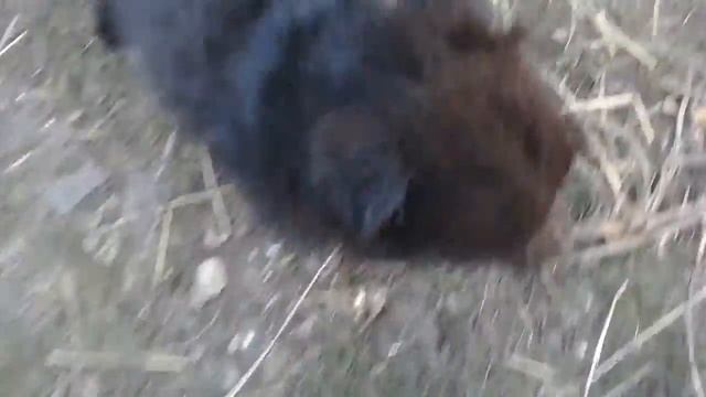 Маленький щенок цыганёнок, бабочка дневной павлиний глаз| Диана ЭЛ смотреть онлайн