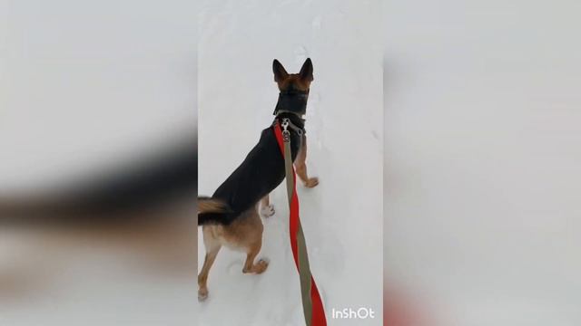 Путешествие Умки и Малявки из Ульяновска в Екатеринбург ♥️ 🚂🐕🐕🦺🚂 смотреть онлайн