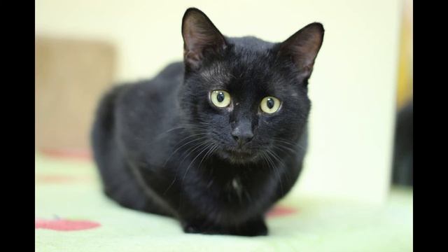 Звуки мурлыканья кошки/Sounds of cats/3D звук/звуки кошки