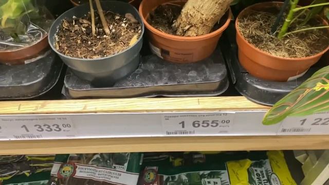 ЗРЕЛИЩЕ еще печальнее в ЛЕРУА смотреть онлайн