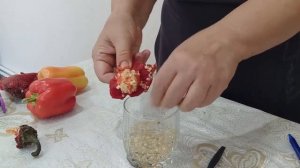 Собираем семена перцев. Готовим семена на следующий сезон.