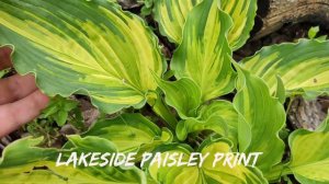 Моя любимая капризуля сорт Lakeside Paisley Print#hosta #хоста #сорта #коллекция