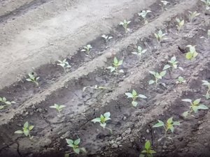 Посадка базилика, горького перца и баклажан