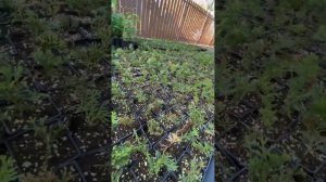 Хвойные укоренились, будем пересаживать! #питомник #туя #можжевельник #черенкование #смарагд