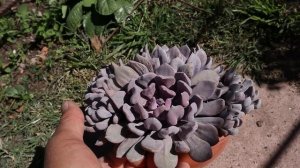 32 suculentas que forman colonias - 32 succulents that form colonies