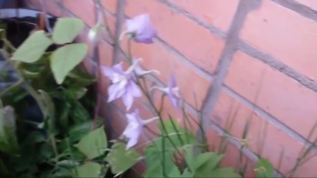 Цветущий дельфиниум. Самый верный способ. Выращиваем из семян! смотреть онлайн