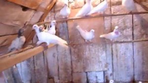 Чистопольские голуби