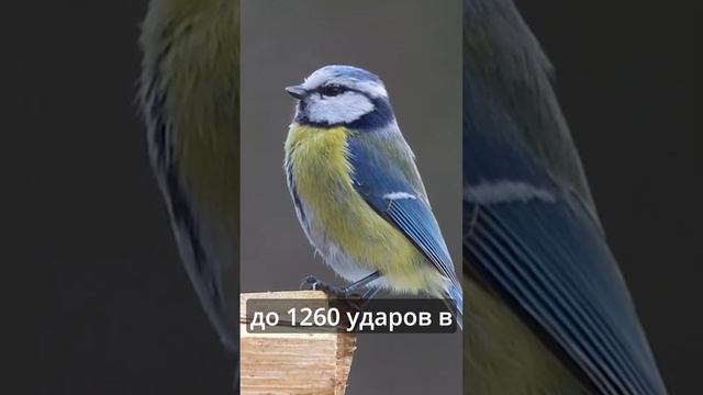 Сердце синицы бьется 1260 ударов в минуту