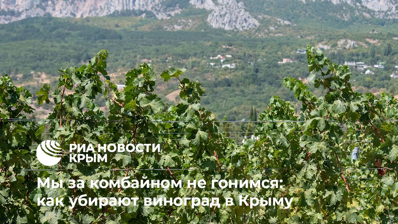 Как в Крыму убирают урожай винограда