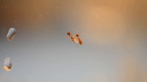 Муравьи Тетрамориум бикаринатум. Обзор вида. Пересадка в новый формикарий.#13