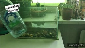 Как ухаживать за головастиками лягушек
