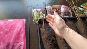 #Саженцы из Светофора#