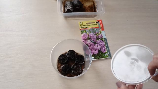 Отлично всходят даже просроченные семена эустомы.м-н ДАЧА г.Каменск-Уральский 05.01.2024 г. смотреть онлайн